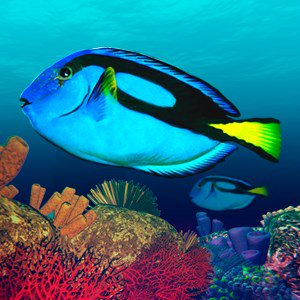 Deep Diving Adventures