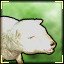 Baa!