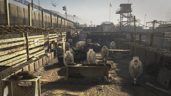 Pit Boss