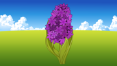Hyacinth