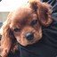 Pupper