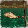 Fisherman