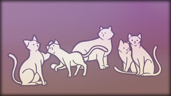 Found 380 cats