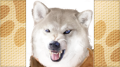 Tai-paw 101