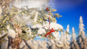 Snowfall