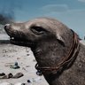 Seal of Approval