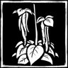 Amaranth Collector