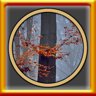 All Forests Puzzles Complete!
