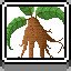 Mandrake Root