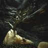 The Last Tree