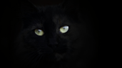 Meow Meow