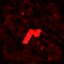r - ViruS ™