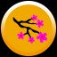 Cherry blossom