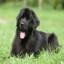 Newfoundland