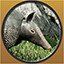 Armadillo