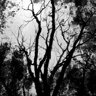 Just An Old Tree