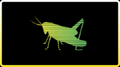 Grasshopper