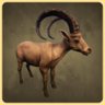 Ibex