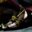 Battle-worn Sadira