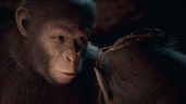 Monkey Love
