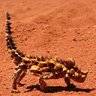Thorny Devil