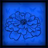 MARIGOLD