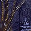Forest Illuminations 