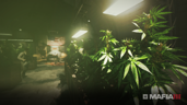 Herbalist