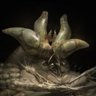 Victory: the Cordyceps Hive Mind