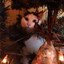 Felis - Miko's Cat