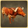 Longhorn Cattle