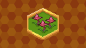 Radiant Rose