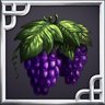 Vineyard