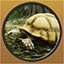 Tortoise
