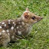 Quoll