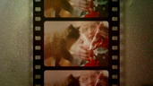 No Animals Were Harmed