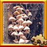 Mushrooms