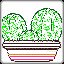 Cacti