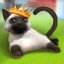 Great cat awards