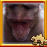Macaque Complete!