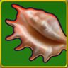 Seashells