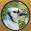 Blue Jay