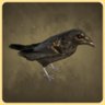 Crow