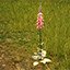 Purple Foxglove
