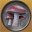 Blewit Mushroom
