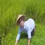 Rice fields