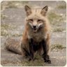 Foxy.
