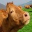 I Have Been Invited To The Secret Cowland!