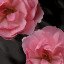  FLOWERS - ＳＨＯＴＥＫＫ