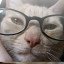 Fat Cat